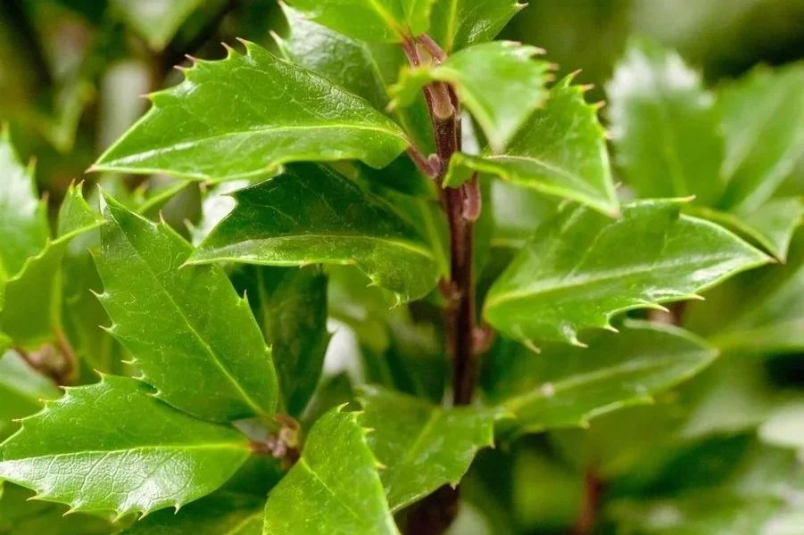 Close-up of green holly leaves with spiky edges.