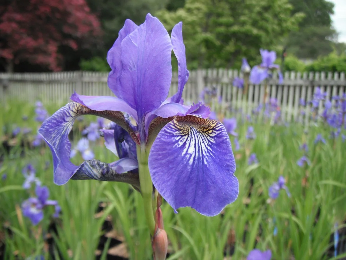 A close-up of a purple iris flower in a garden with green grass and a wooden fence in the background.