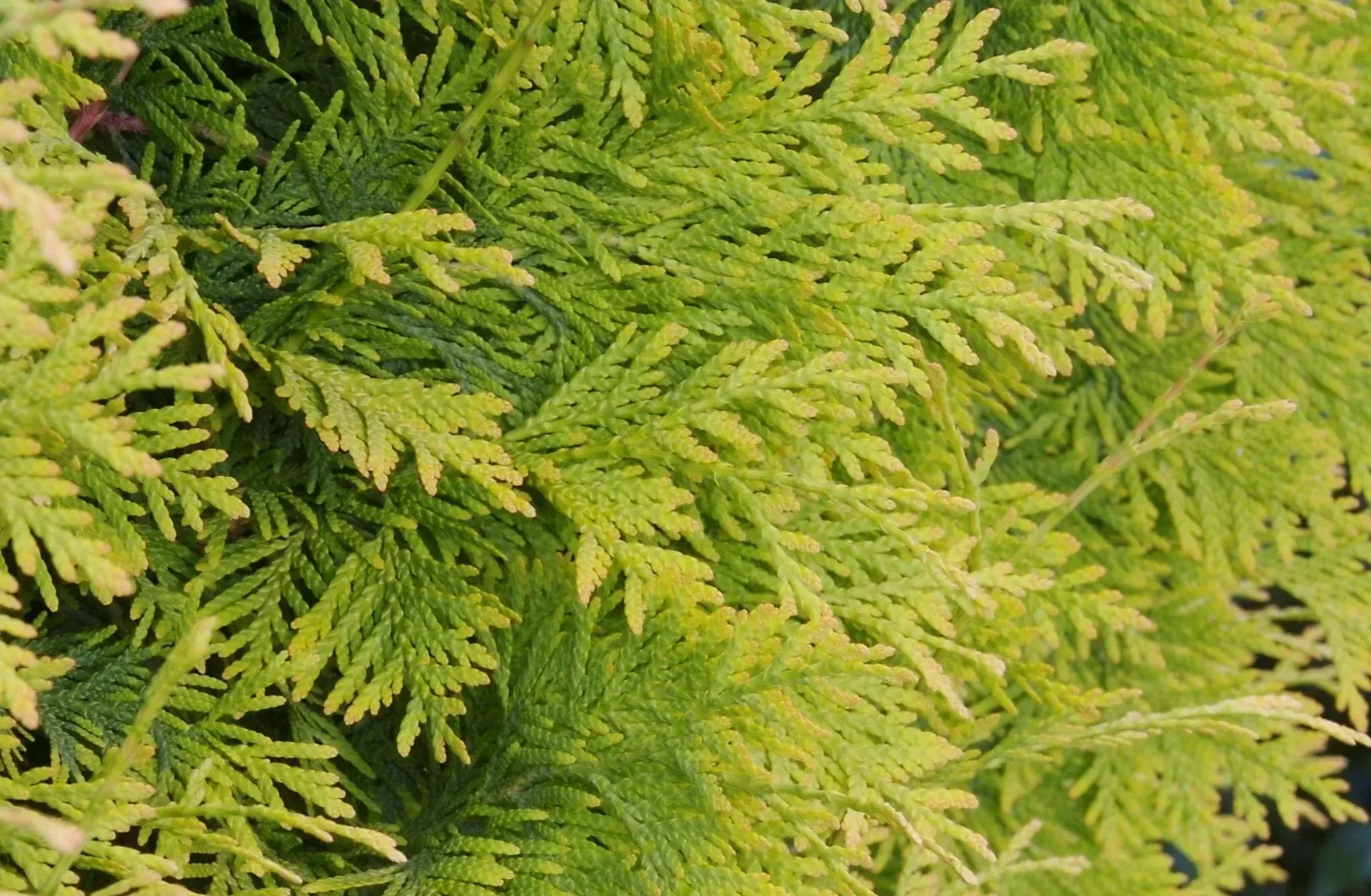 Close-up of green fern leaves.
