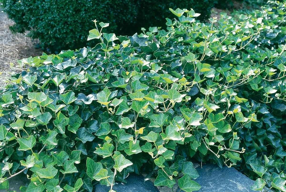 Close-up of dense green ivy leaves growing on the ground.
