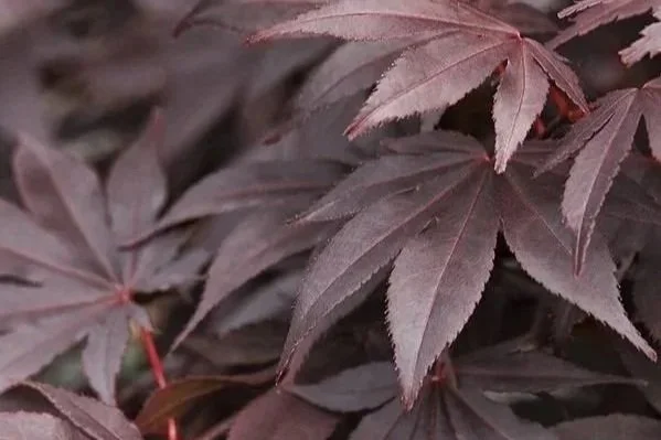 Close-up of dark purple Crimson Queen Japanese Maple leaves at Allemon’s Landscape Center, Detroit, Michigan serving the Grosse Pointe, St. Clair Shores, and Detroit Communities since 1929.