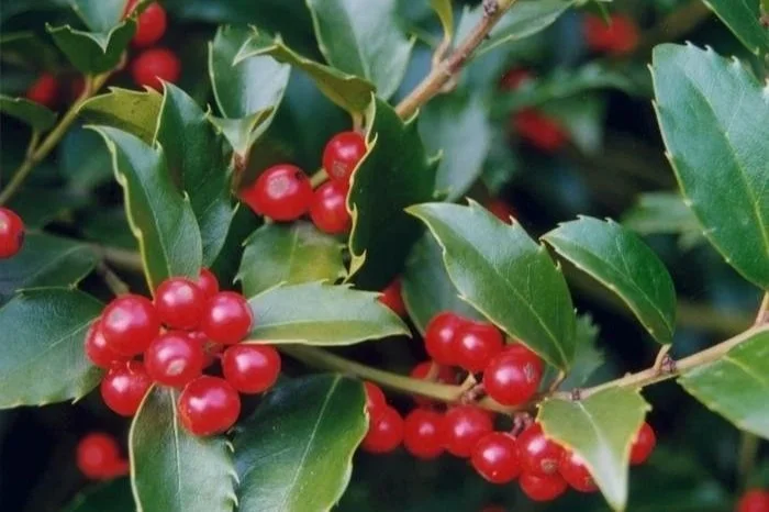 Red holly berries on green holly leaves at Allemon’s Landscape Center, Detroit, Michigan serving the Grosse Pointe, St. Clair Shores, and Detroit Communities since 1929.