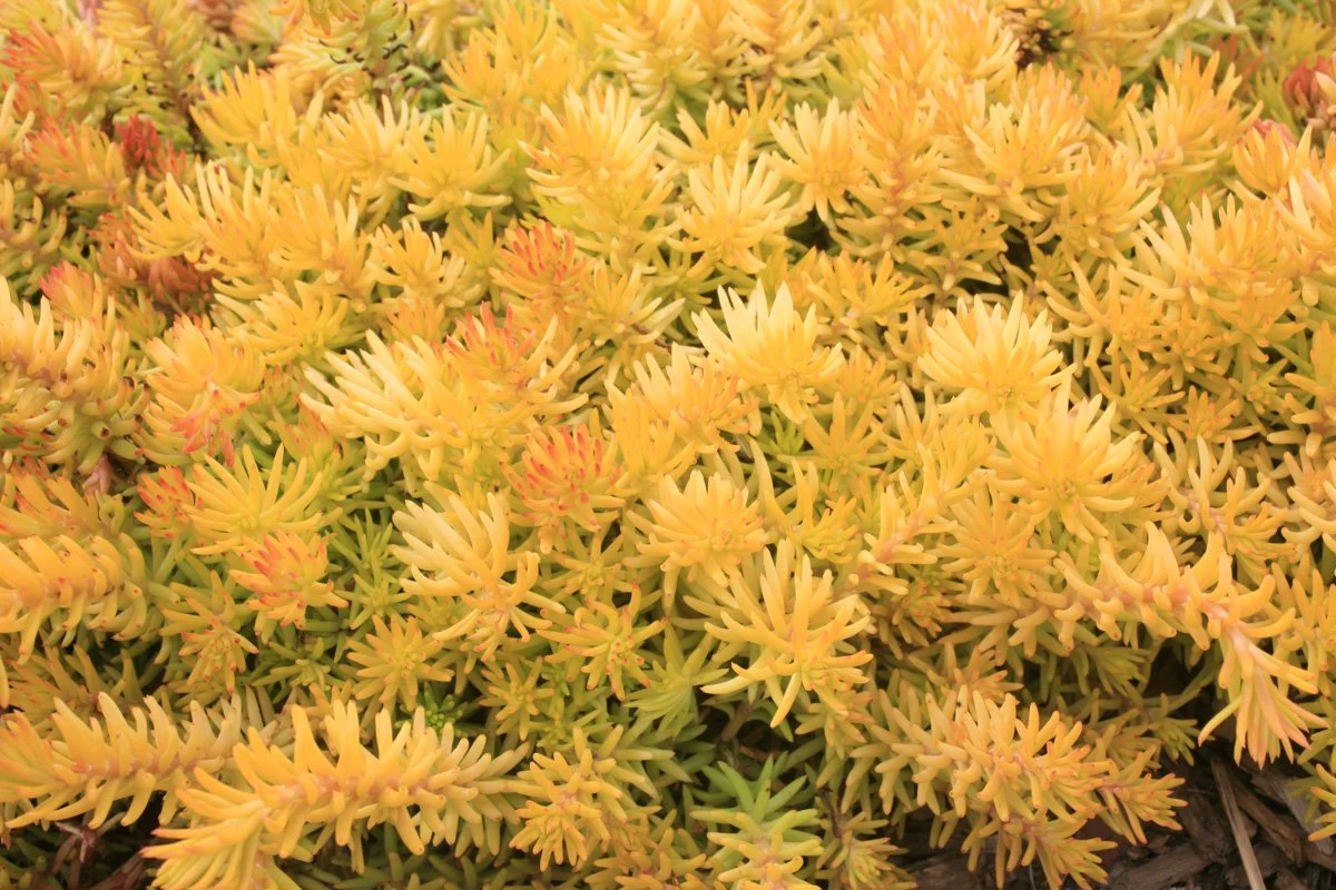 Close-up of yellow and orange succulent plants with elongated, pointed leaves.