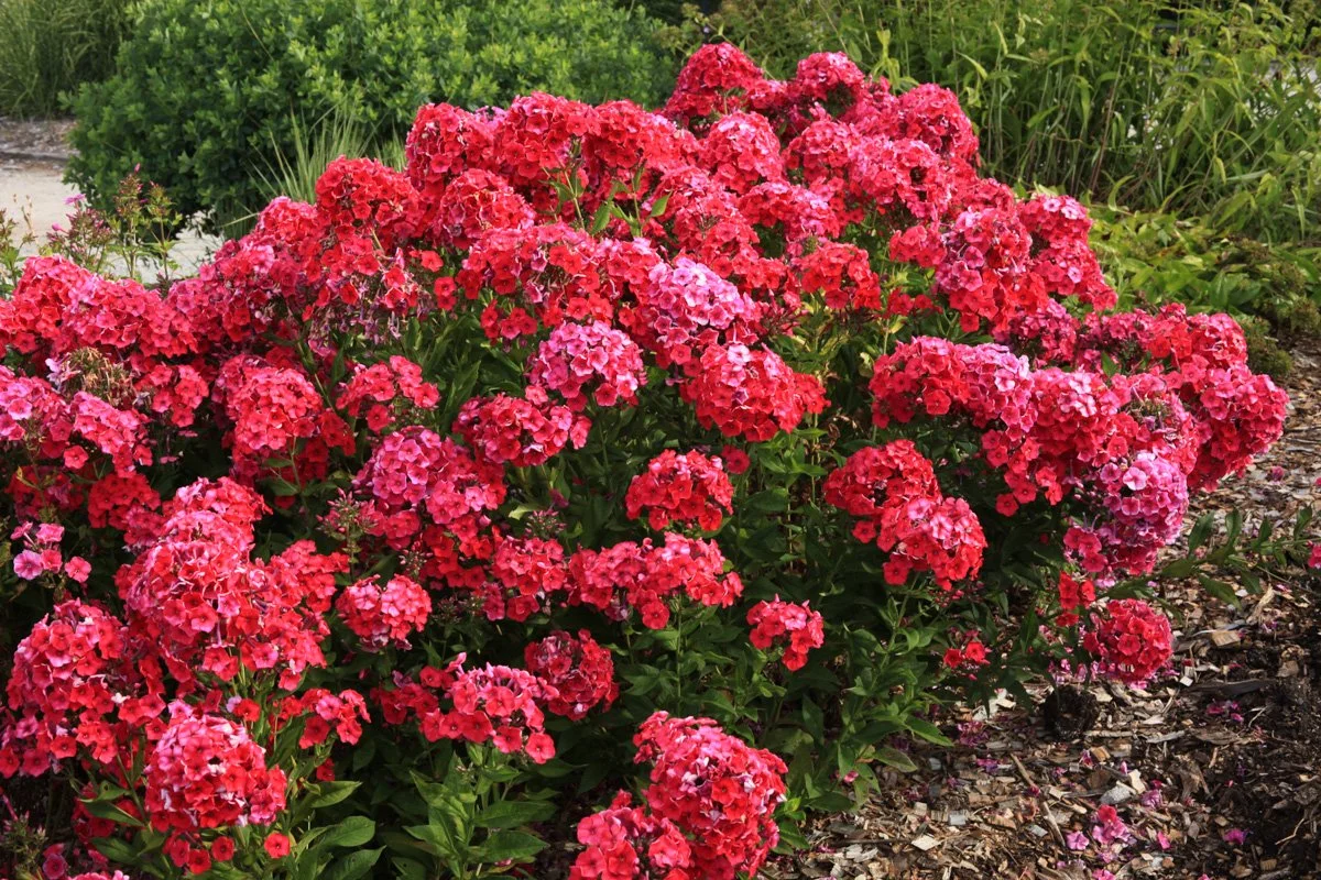 Cluster of vibrant pink and red flowers in a garden bed with green foliage and mulch.