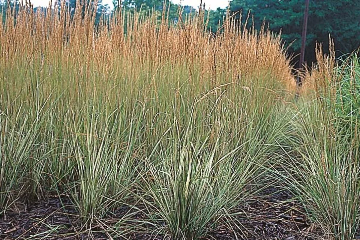 A field of tall ornamental grasses with green and golden blades, set against a background of dense trees and a partly cloudy sky.