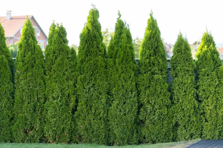 A row of tall, green arborvitae, lining a garden or backyard.