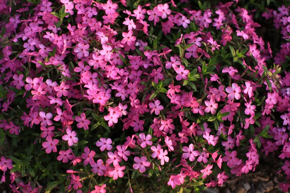 A dense cluster of pink flowers with small green leaves.