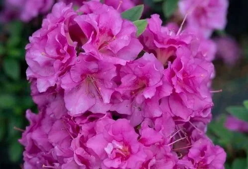 Close-up of pink rhododendron flowers in full bloom at Allemon’s Landscape Center, Detroit, Michigan serving the Grosse Pointe, St. Clair Shores, and Detroit Communities since 1929.