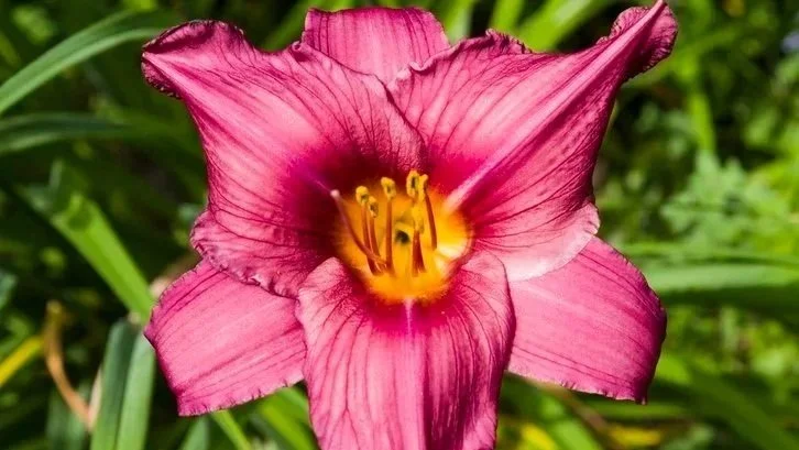 Close-up of a pink daylily flower with a yellow and orange center, set against green foliage.