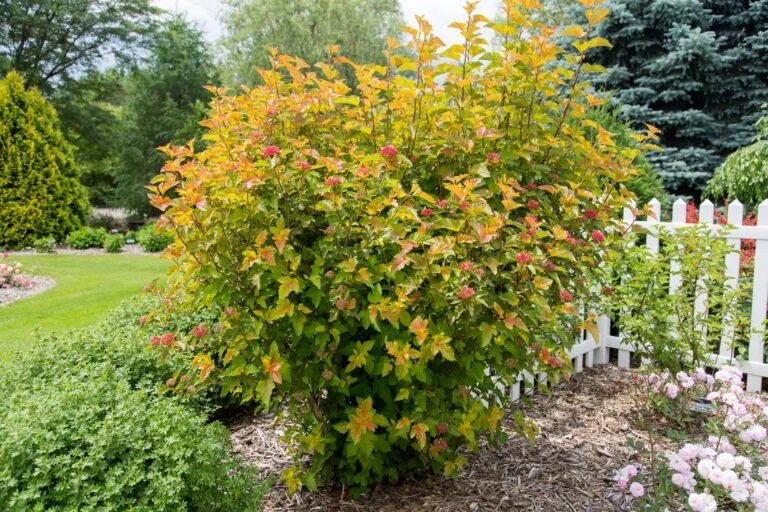 A large bush with pink flowers in a garden with green grass, trees, and a white picket fence.