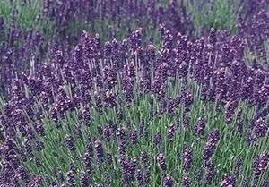 A field of blooming lavender flowers with purple and green hues.