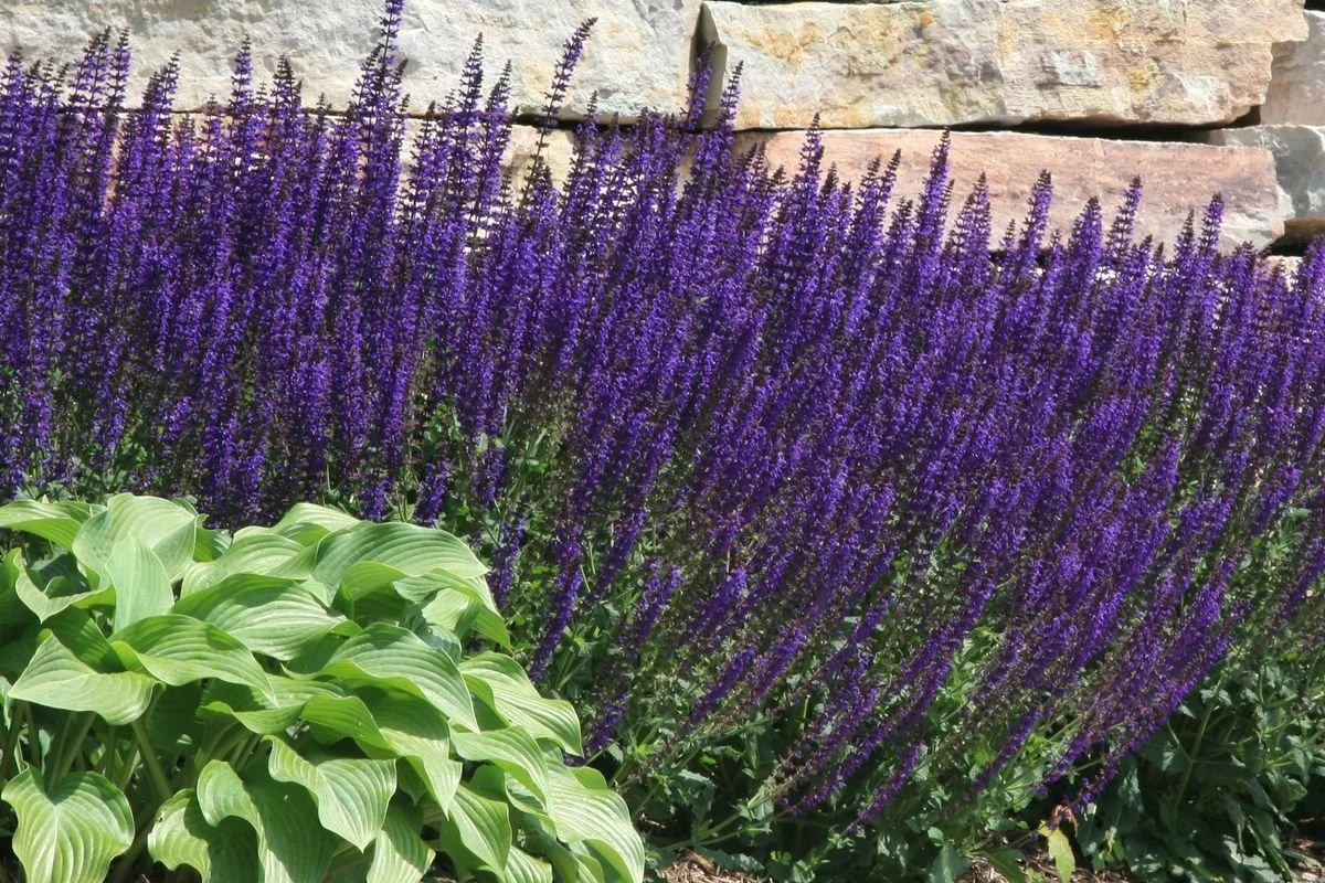 Purple flowering plants with green leaves in front of a stone wall.