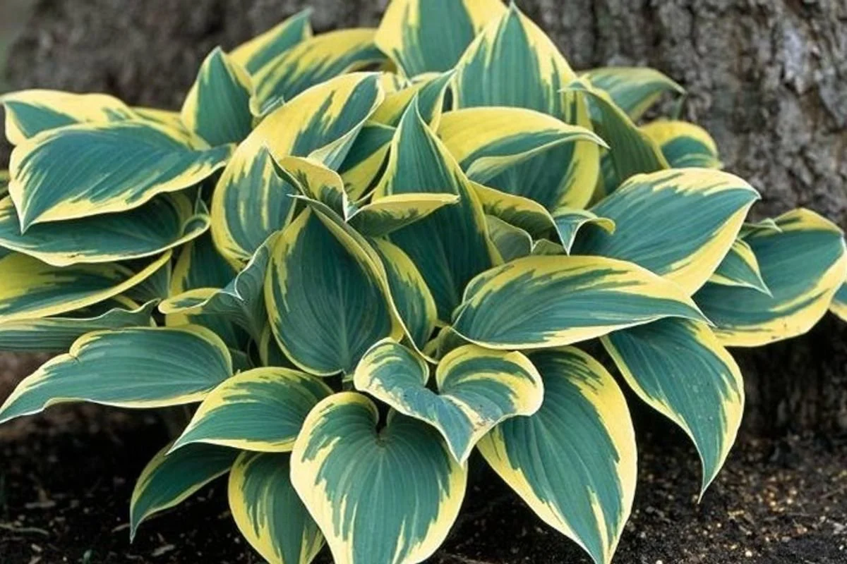 A variegated green and yellow hosta plant with broad leaves growing in dark soil from Allemon’s Landscape Center, Detroit, Michigan serving the Grosse Pointe, St. Clair Shores, and Detroit Communities since 1929.