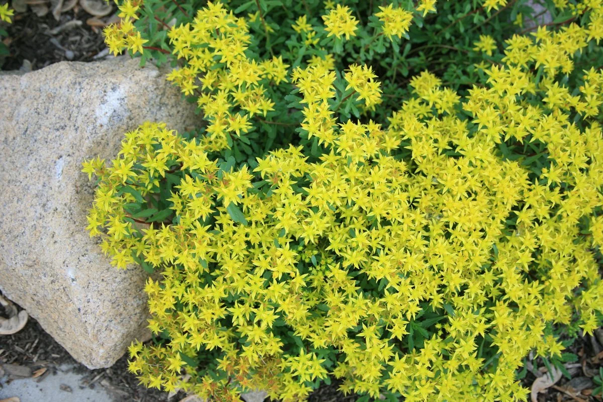A close-up of bright yellow star-shaped flowers with green leaves, growing among rocks and soil.