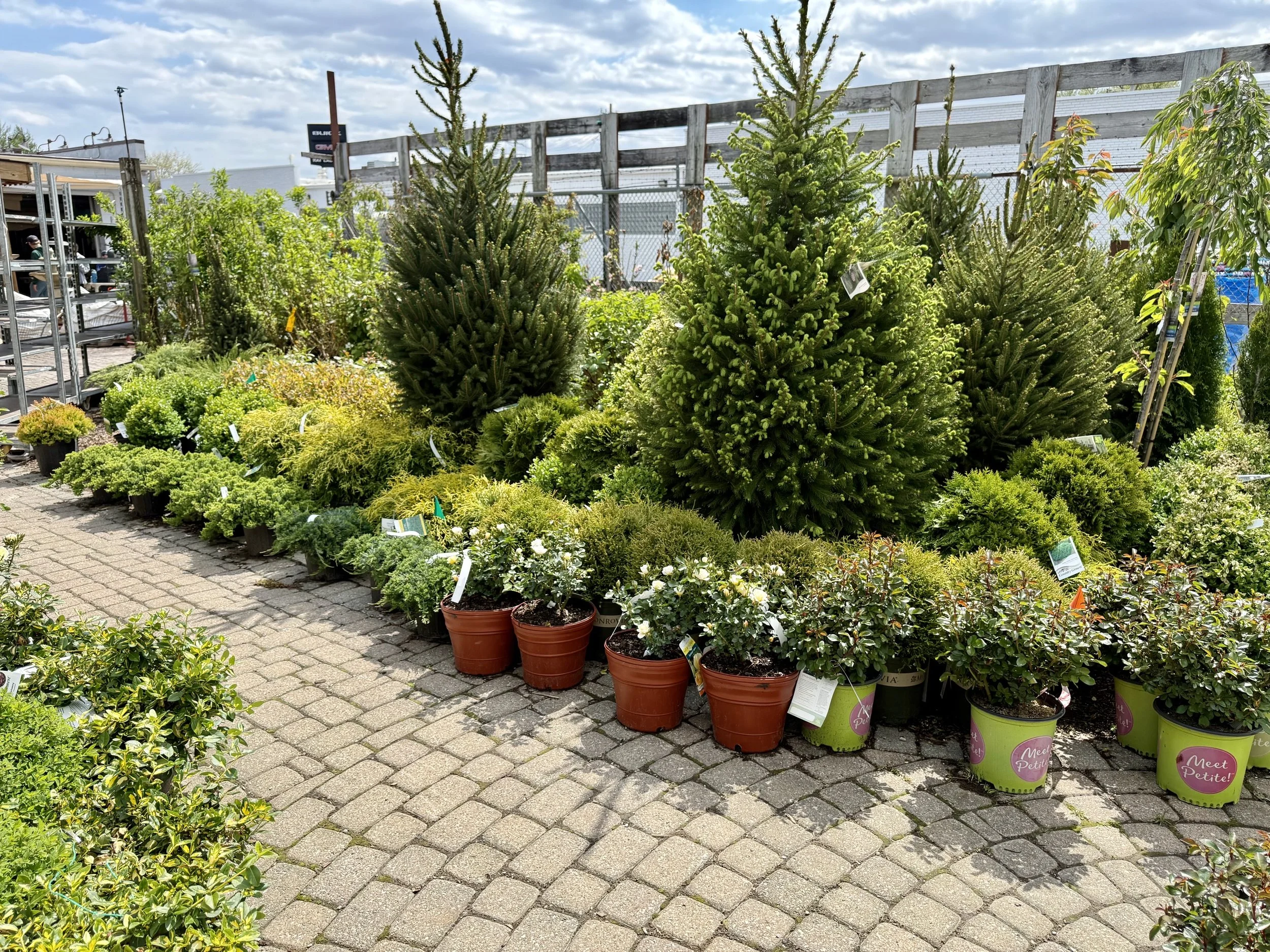 Display of various potted evergreen trees and bushes at Allemon's Landscape Center in Detroit with a brick-paved walkway in the foreground.