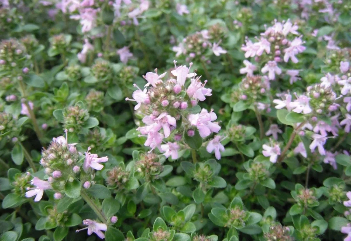 Close-up of small purple and white flowers with green leaves.