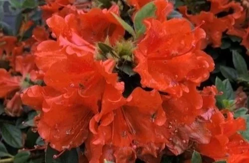 Close-up of vibrant orange azalea flowers with green leaves in the background at Allemon’s Landscape Center, Detroit, Michigan serving the Grosse Pointe, St. Clair Shores, and Detroit Communities since 1929.