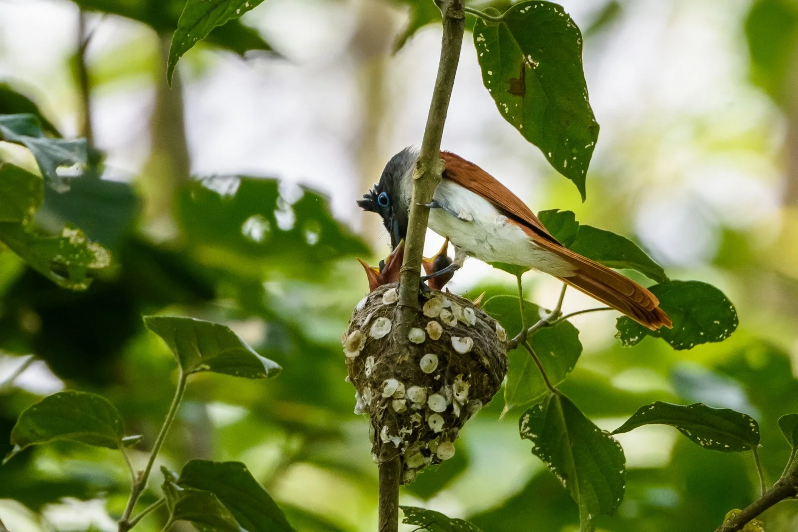 Asian Paradise Flycatcher female, feeding her babies