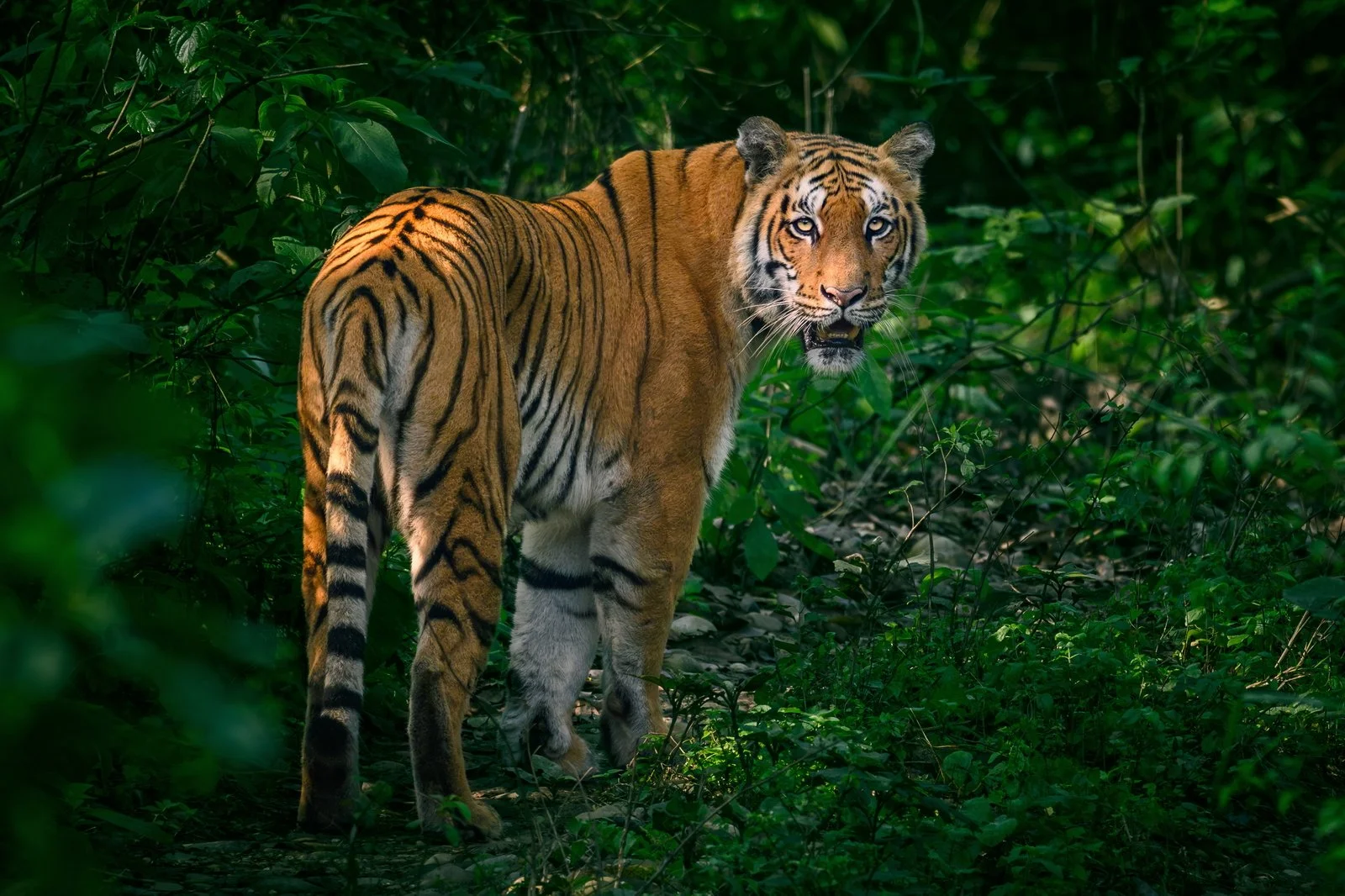 Royal Bengal Tiger in Chitwan, Nepal