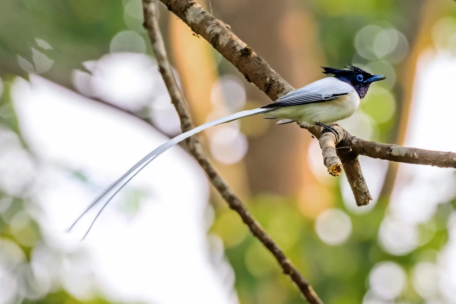 Asian Paradise Flycatcher male (white morph)