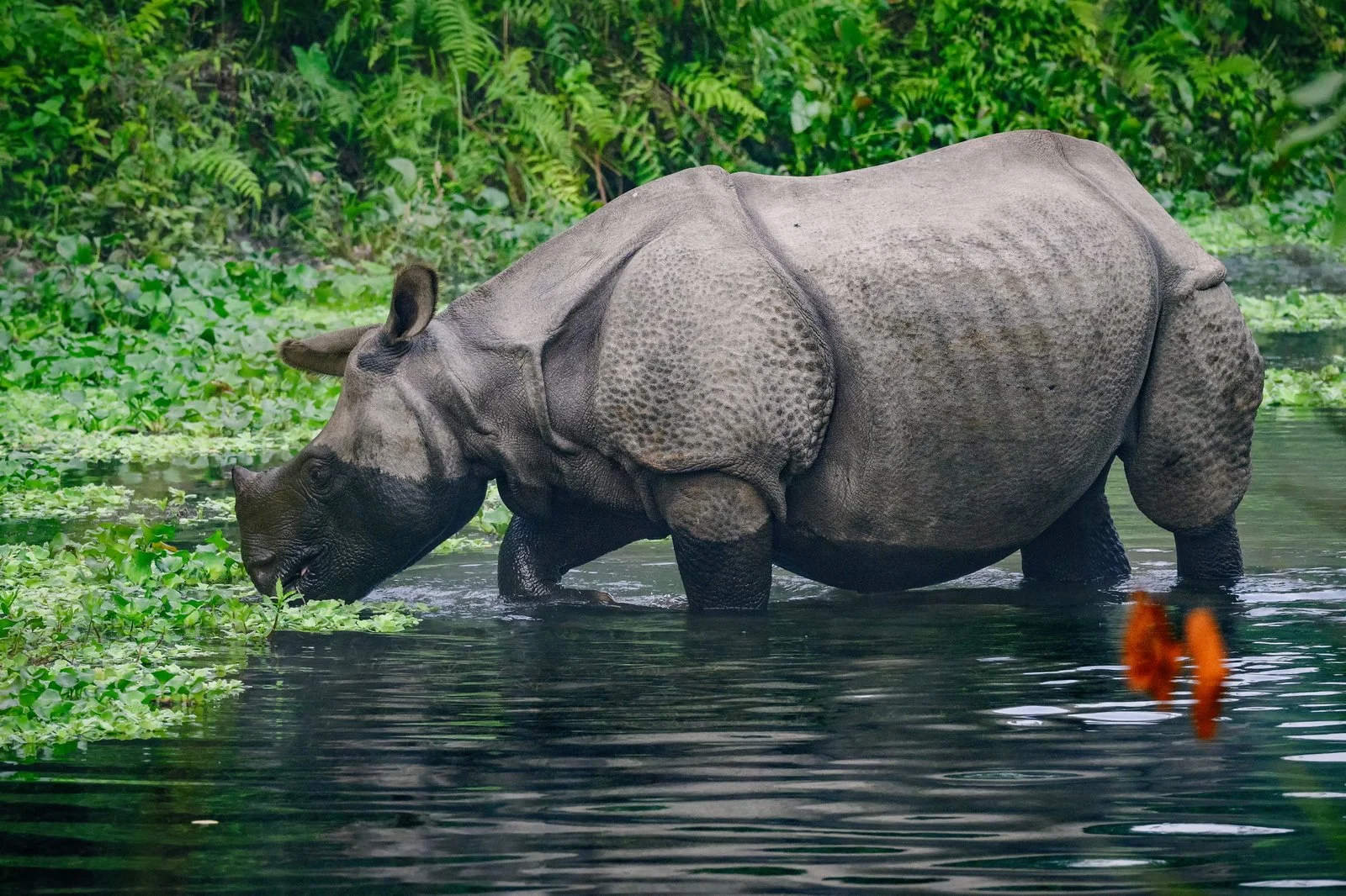 Great One-horned Rhino feeding on water lettuce
