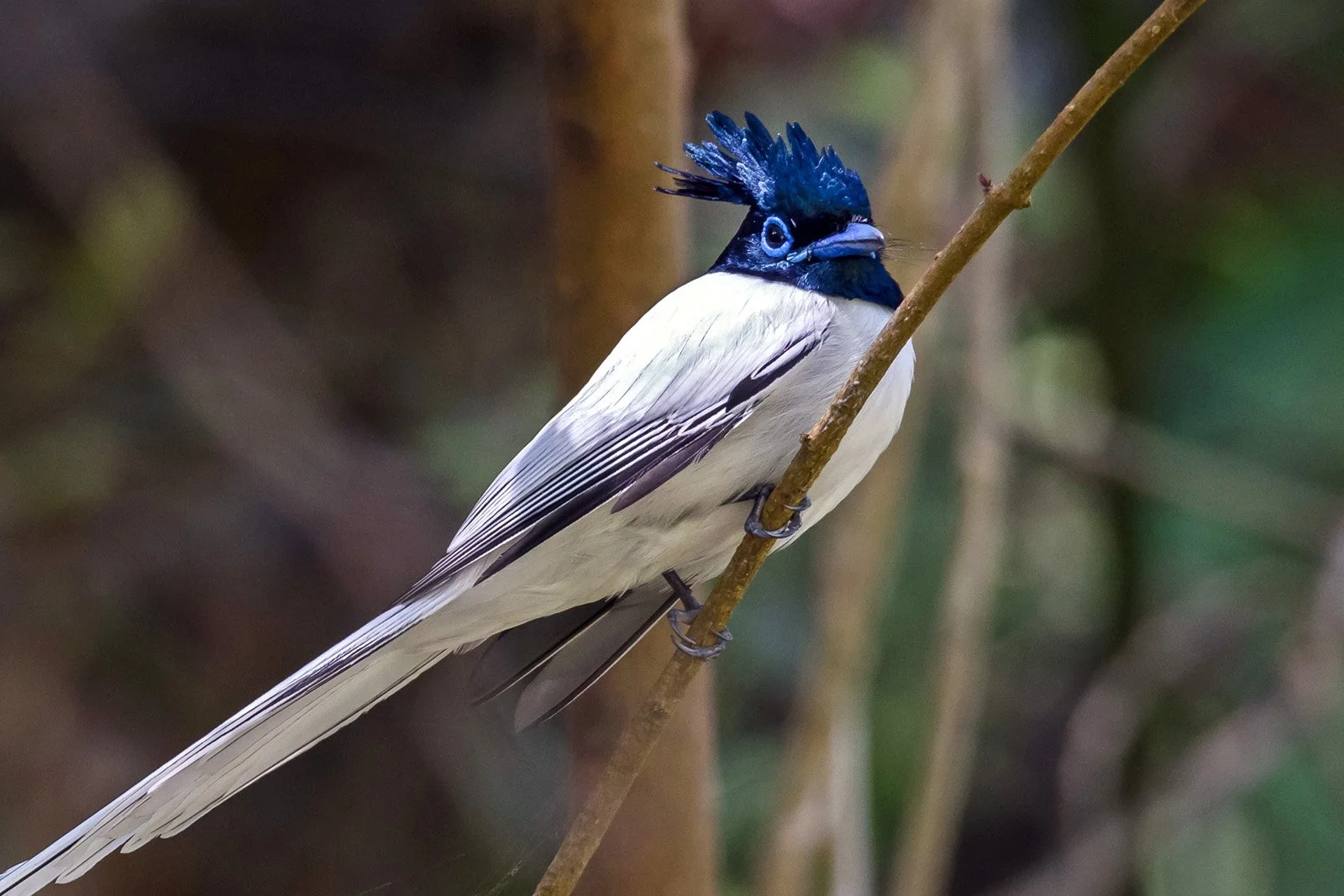 Surrounded by Flycatchers: A Lesson in Boundaries