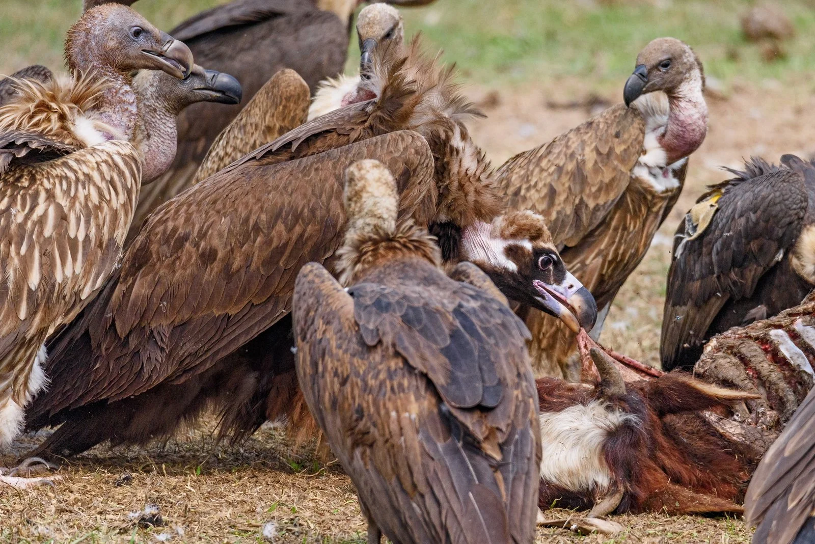 Cinereous Vulture Tearing Flesh off a Carcass While Some Himalayan Griffons Wait