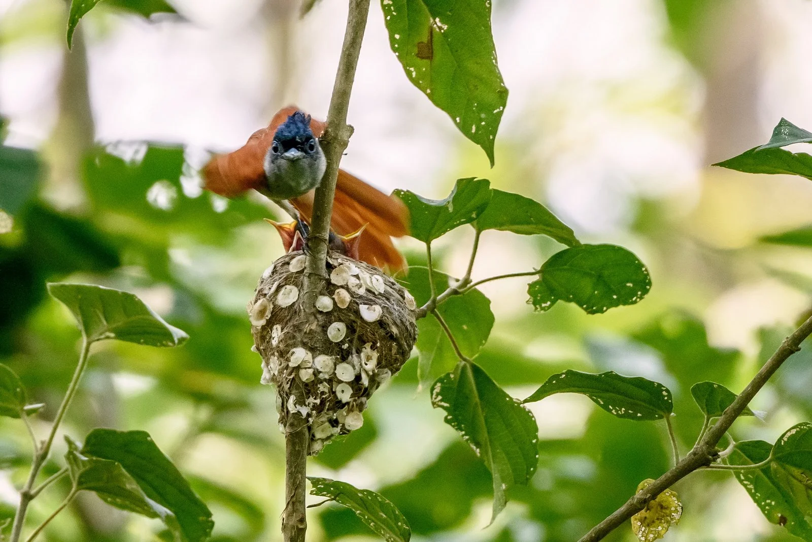 Asian Paradise Flycatcher female on nest with babies