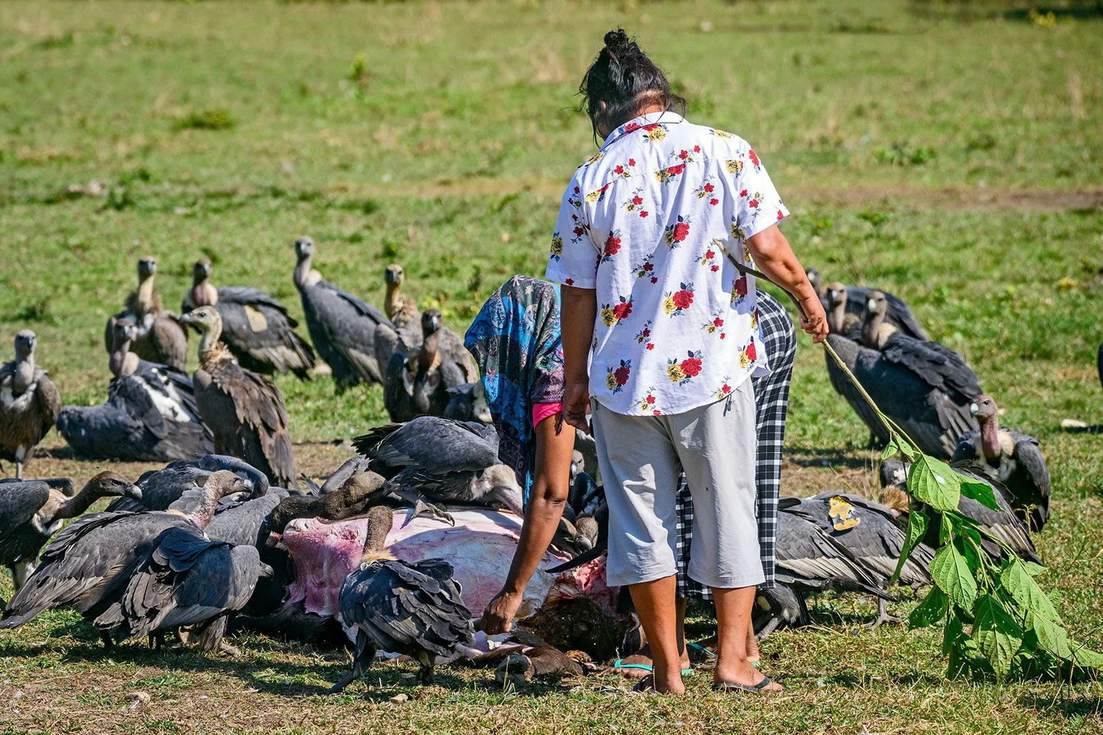 Staff Preparing Carcass for the Vultures at Jatayu Restaurant