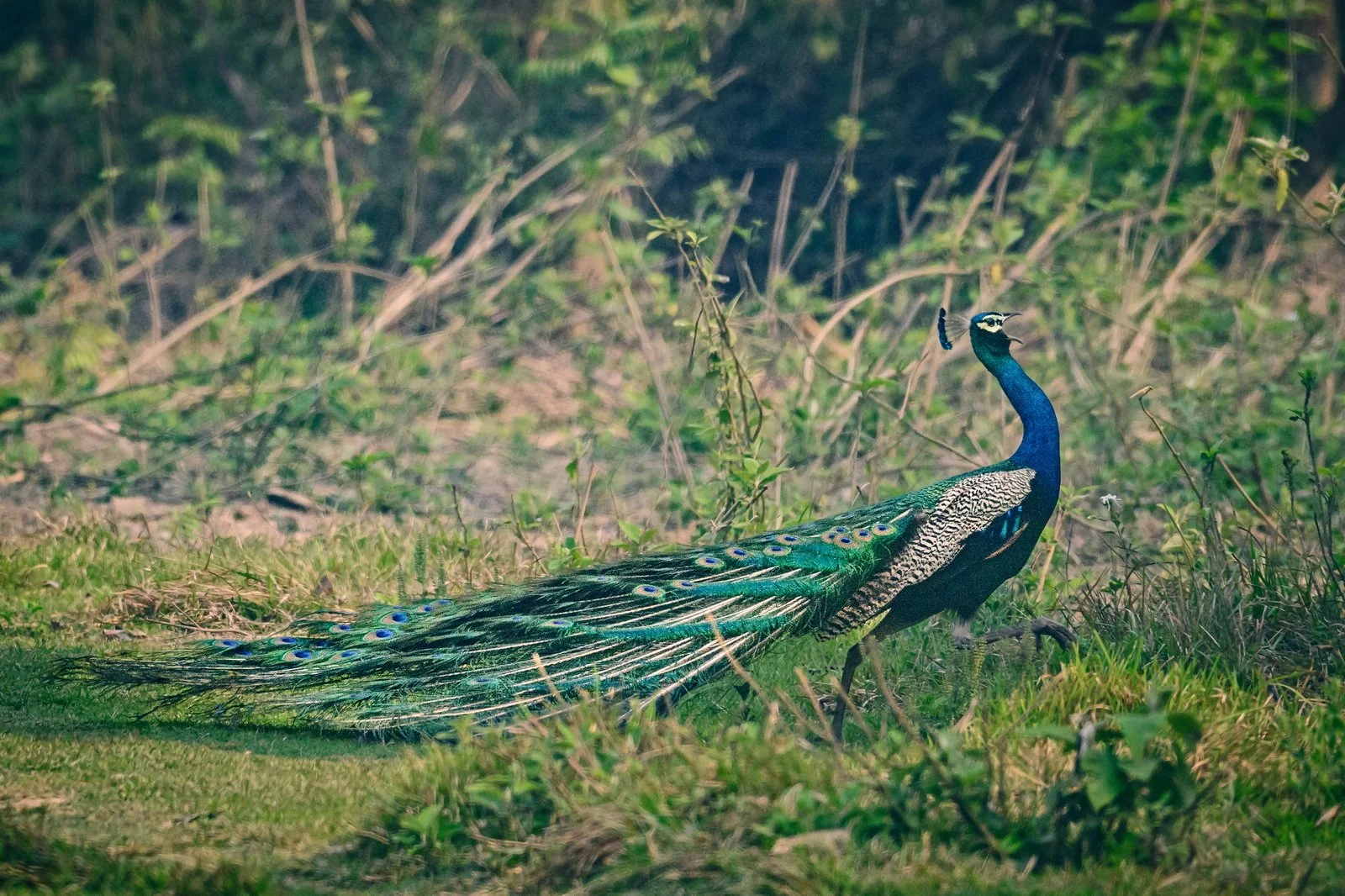 Peacock calling and moving through forest grassland