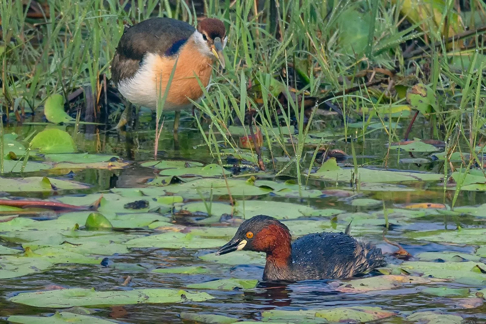 Little Grebe and Bronze-winged Jacana in Wetland Inside Dhanushadham Protected Forest