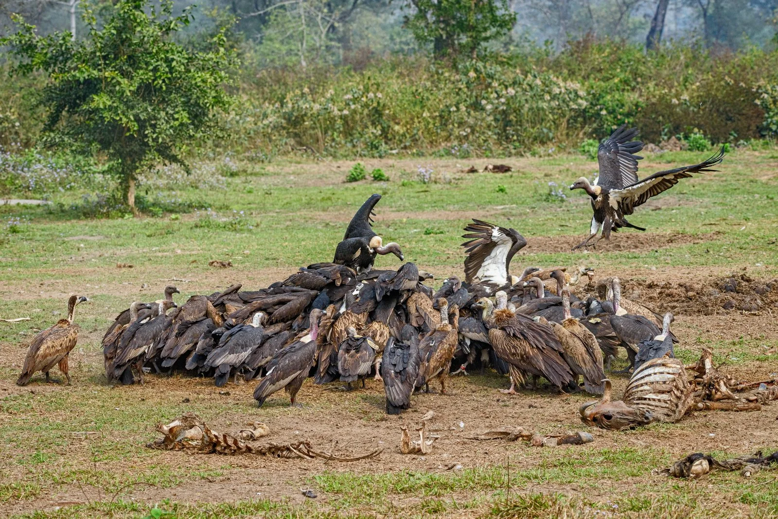 Different Species of Vultures Feeding at Jatayu Vulture Restaurant