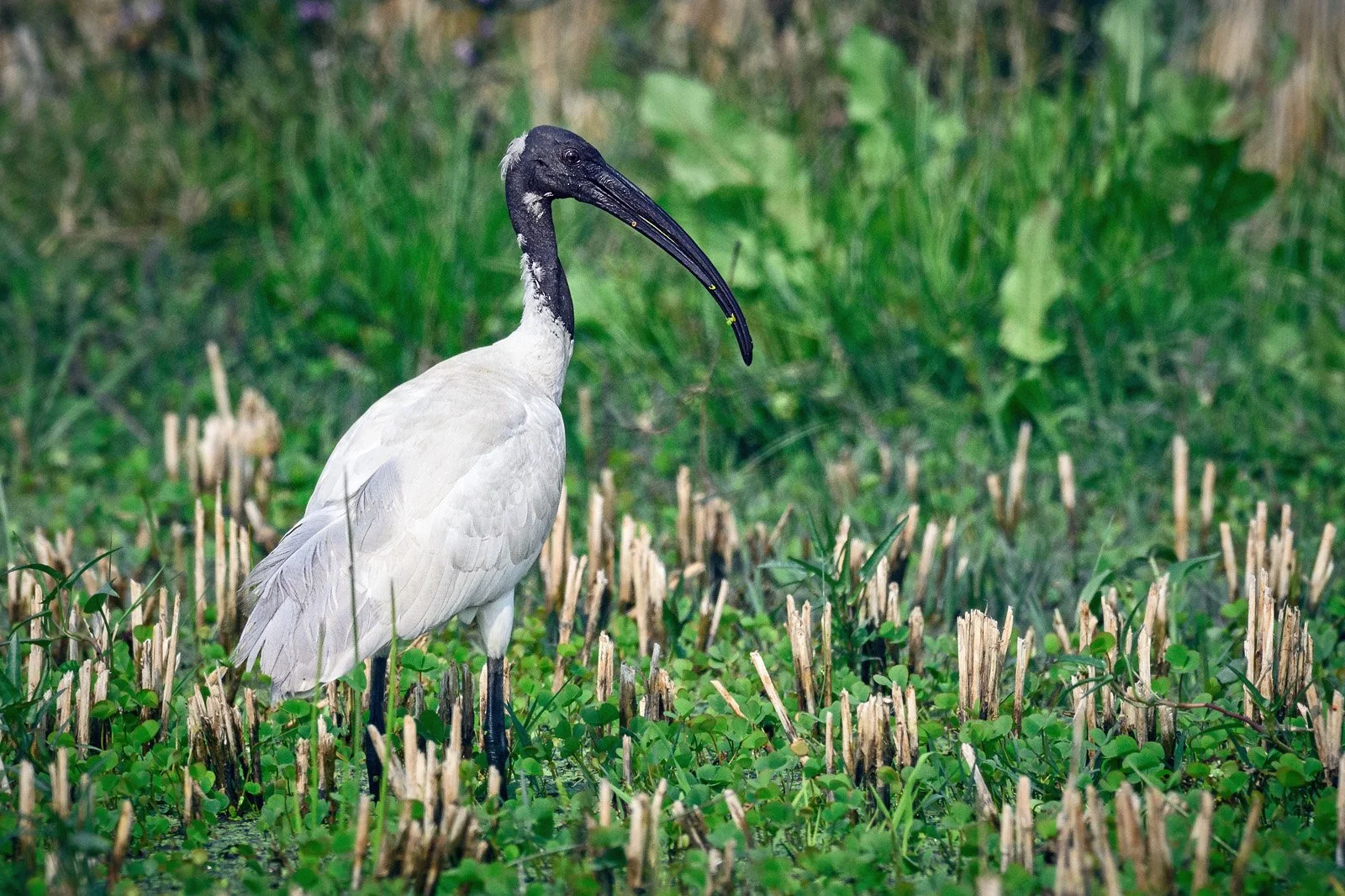 Black-headed Ibis in Farmland Near Dhanushadham Protected Forest