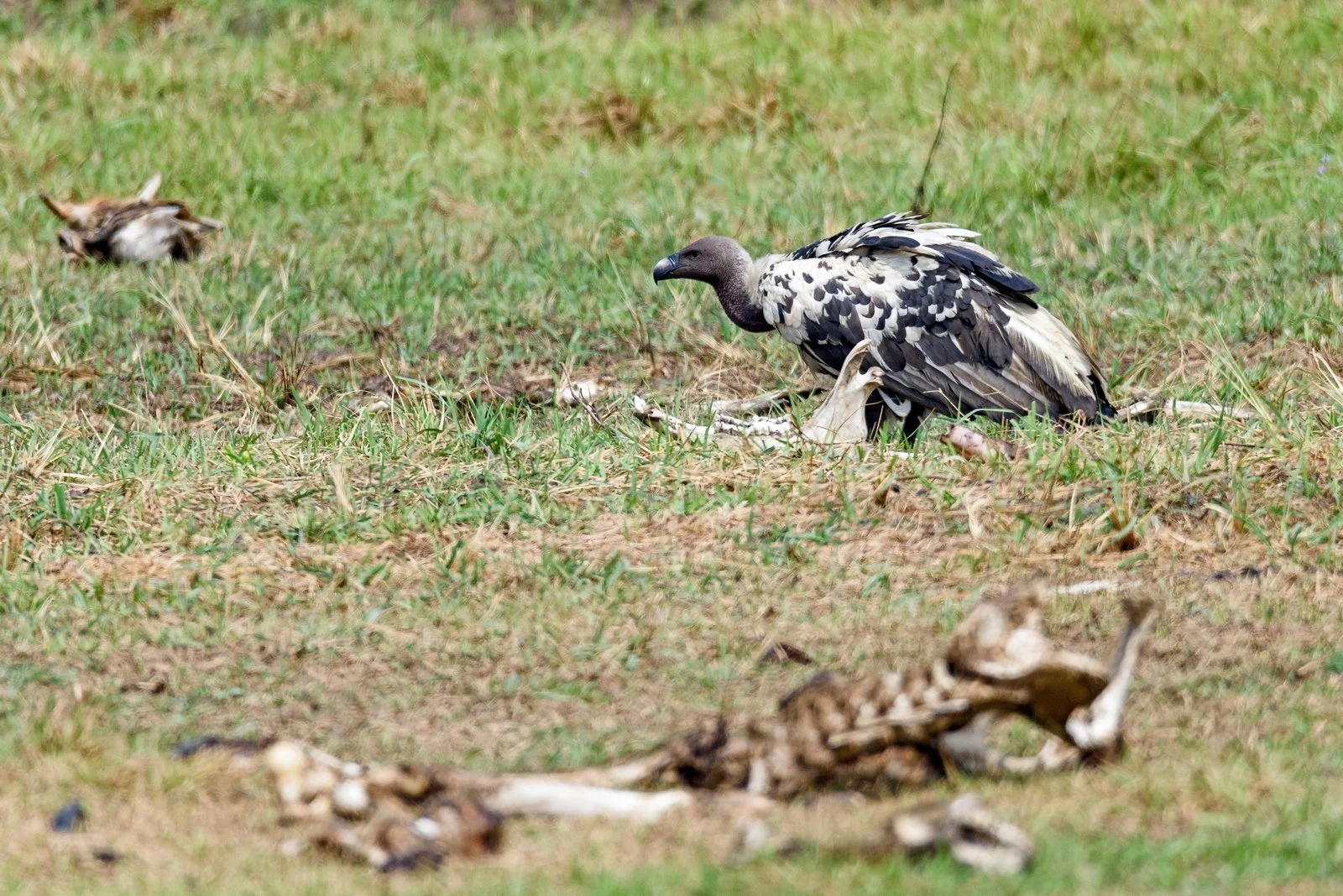 White-rumped Vulture Juvenile