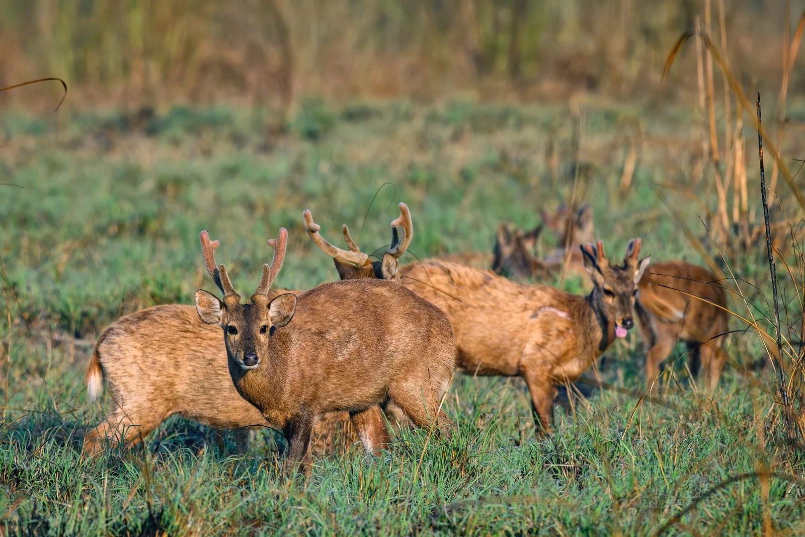 Hog Deer Herd