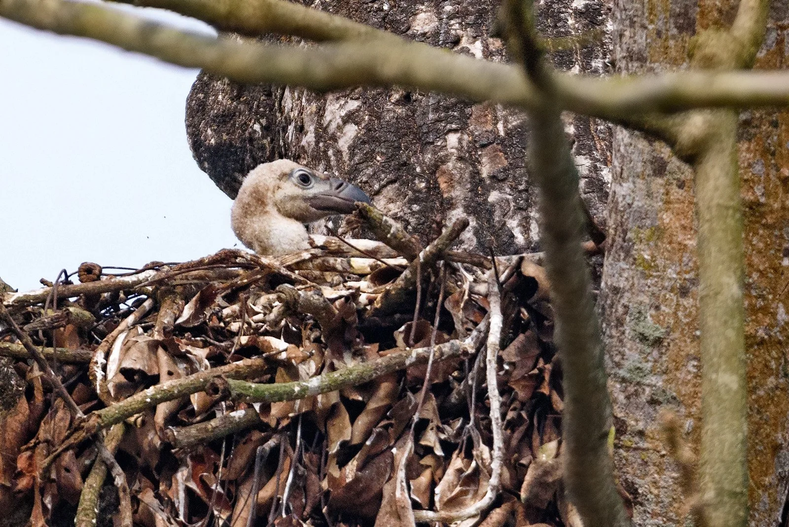 Egyptian Vulture Hatchling in Nest near Jatayu Vulture Restaurant