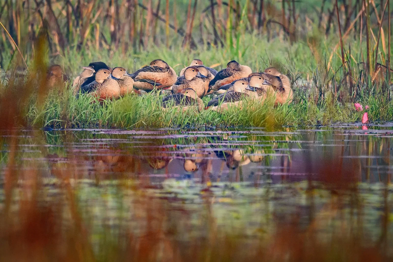 Lesser Whistling Ducks Resting in Wetland Inside Dhanushadham Protected Forest