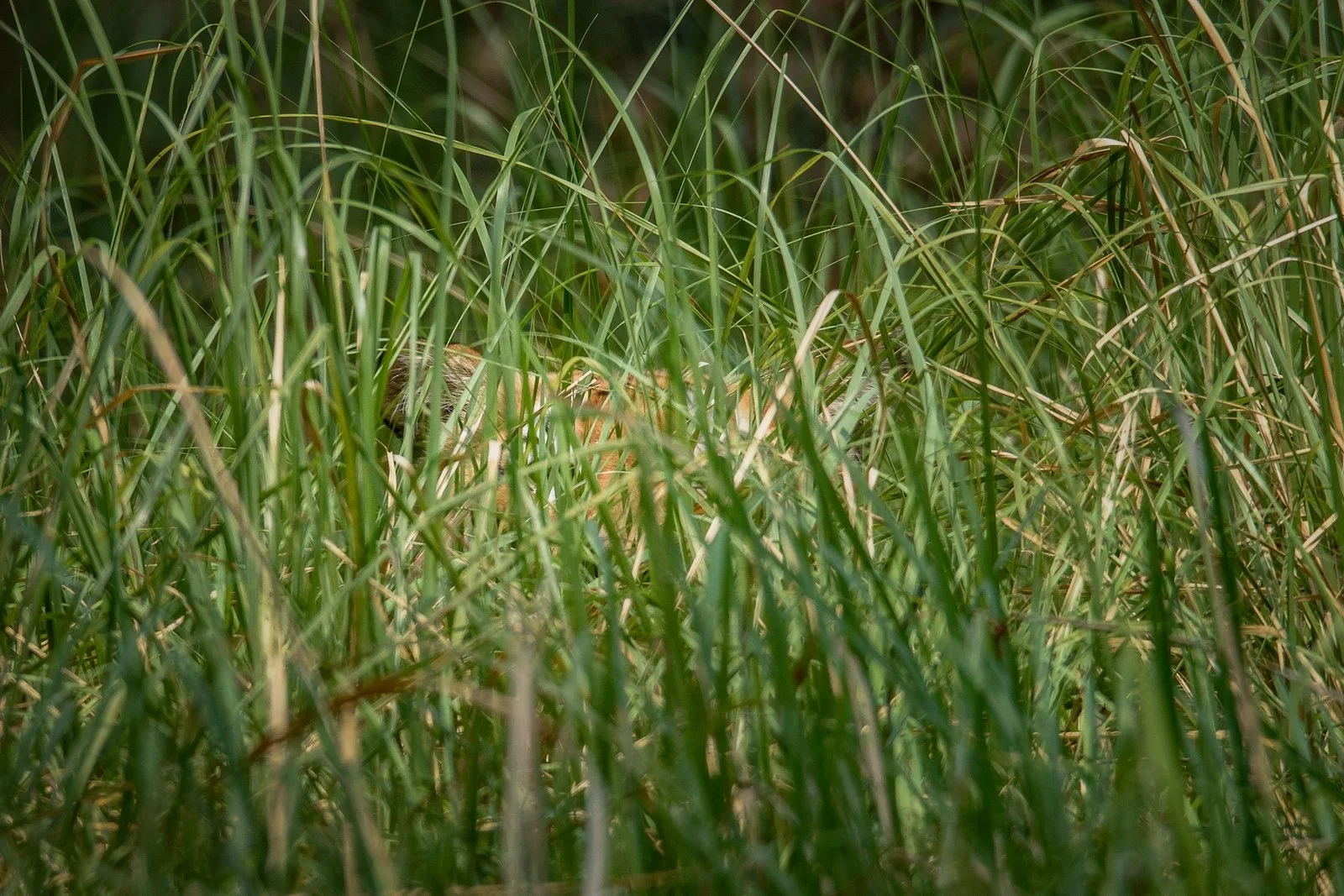 Bengal Tiger hiding among grasses, only its ear slightly visible