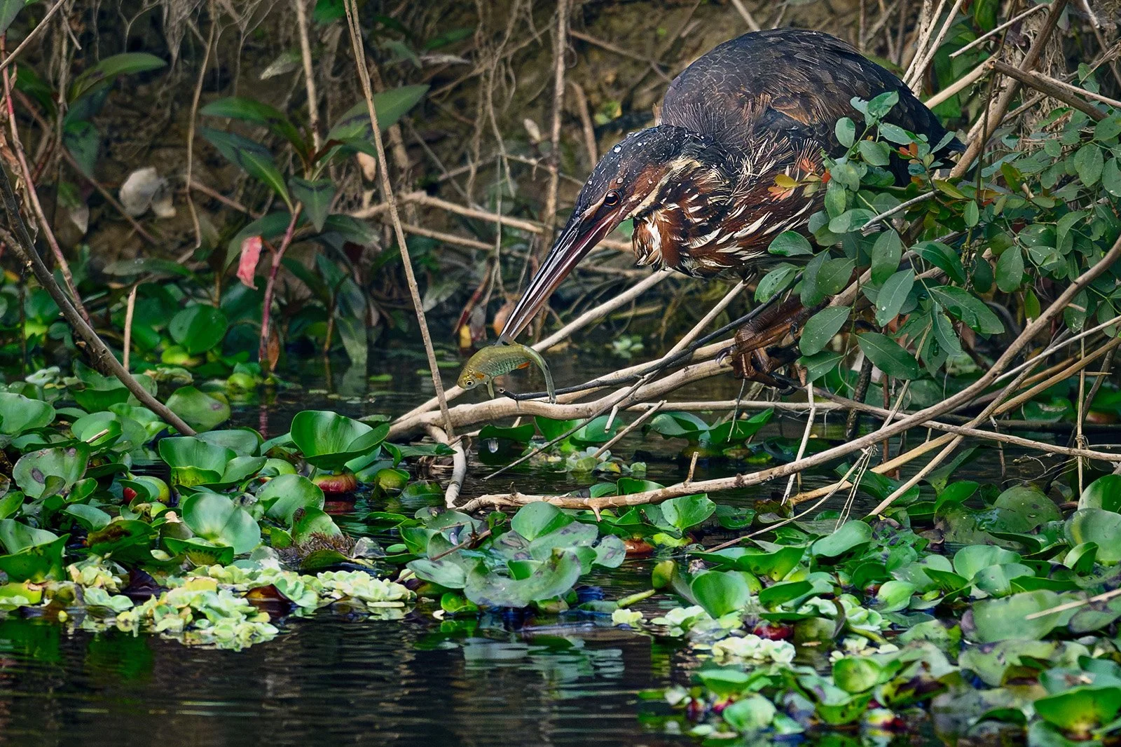 Black Bittern Catching a Fish in a Wetland Near Dhanushadham Protected Forest