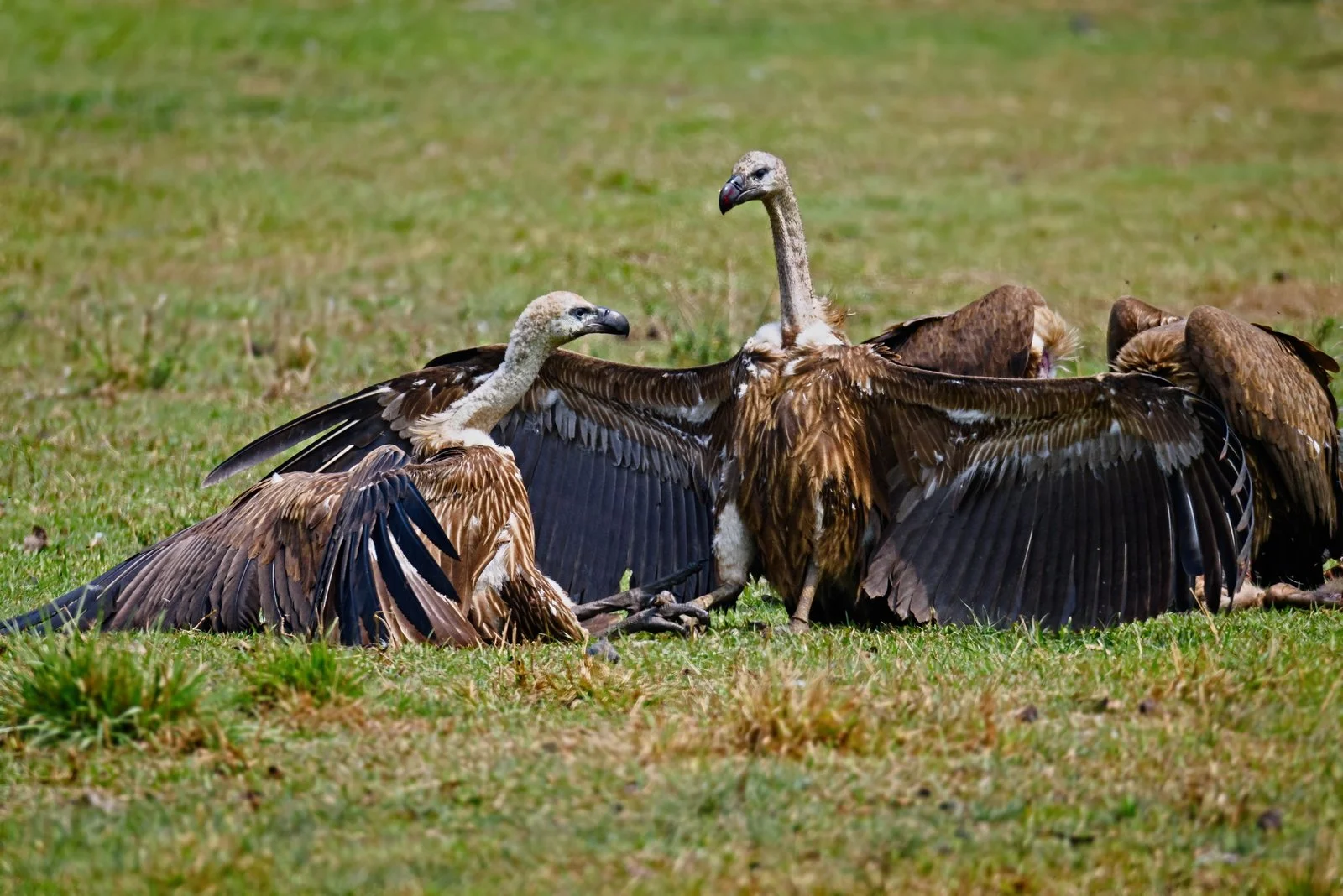 Himalayan Griffon Vulture Spreading its Wings to Assert Dominance