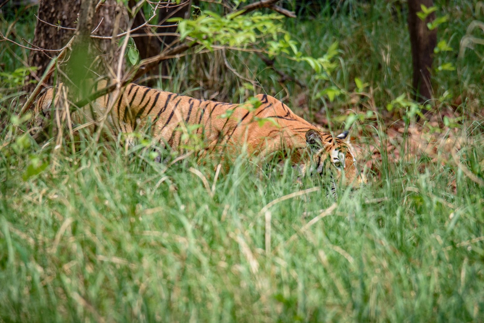 Tiger walking among grasses in Bardia national park