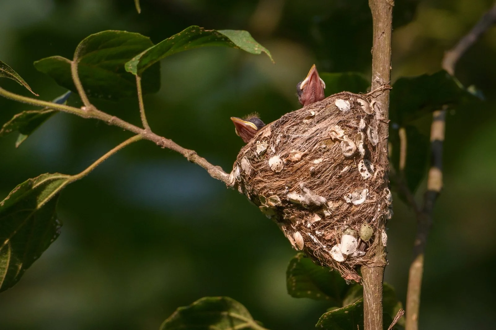 Asian Paradise Flycatcher hatchlings in nest