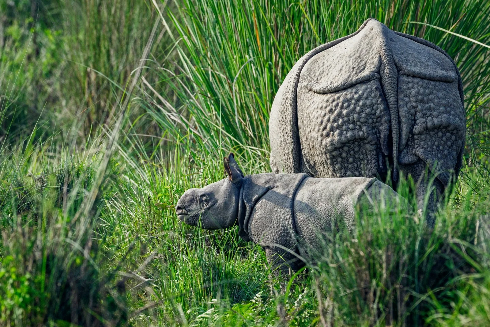 Great One-horned Rhino mother and calf
