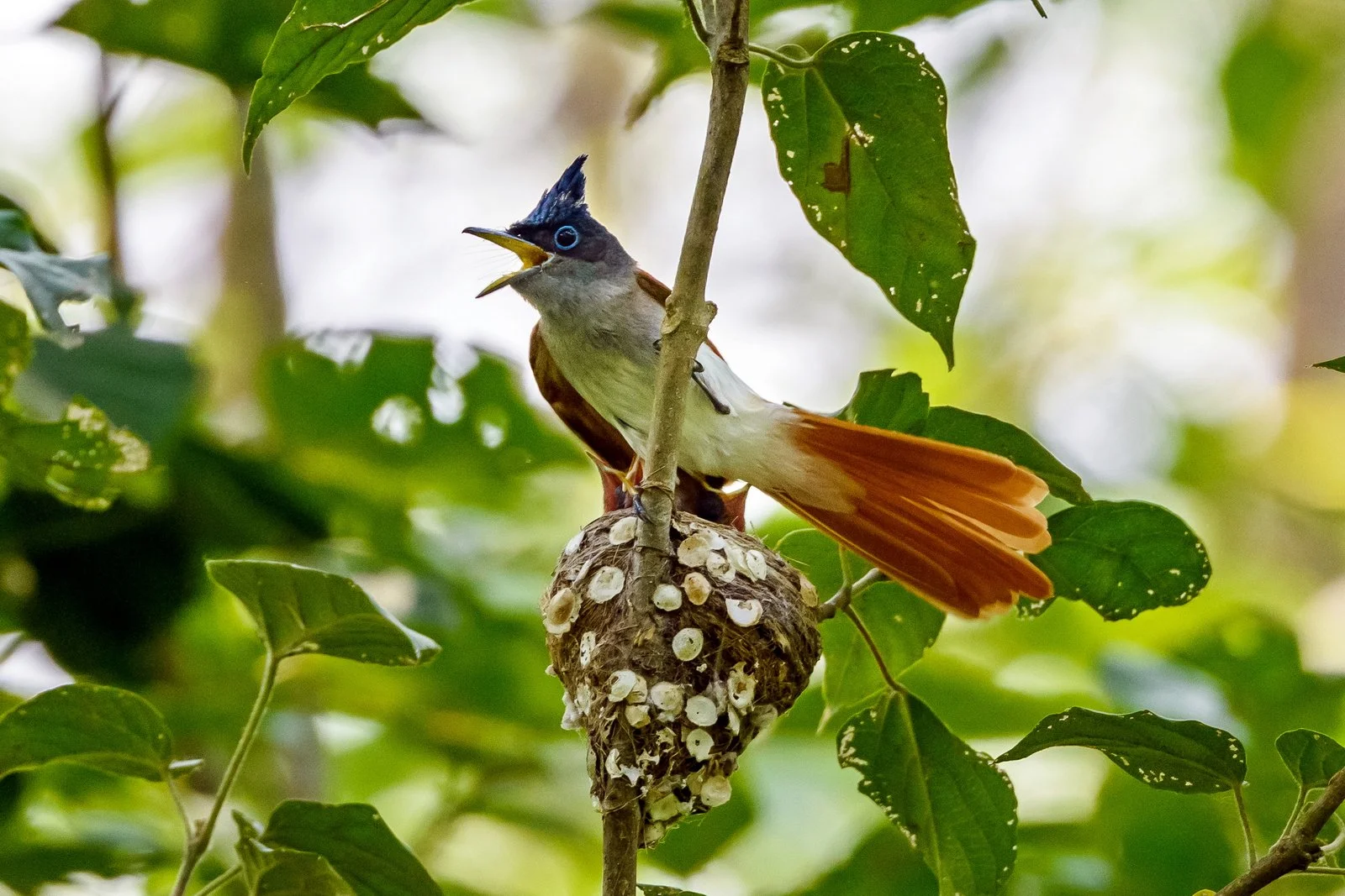 Asian Paradise Flycatcher female calling