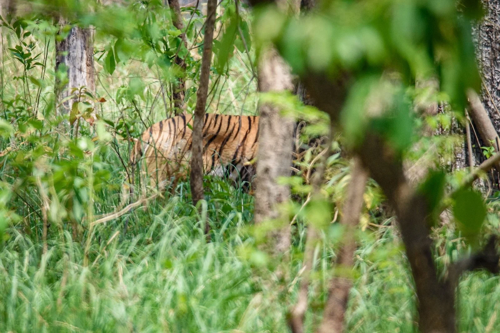 Tiger disappearing into the forest