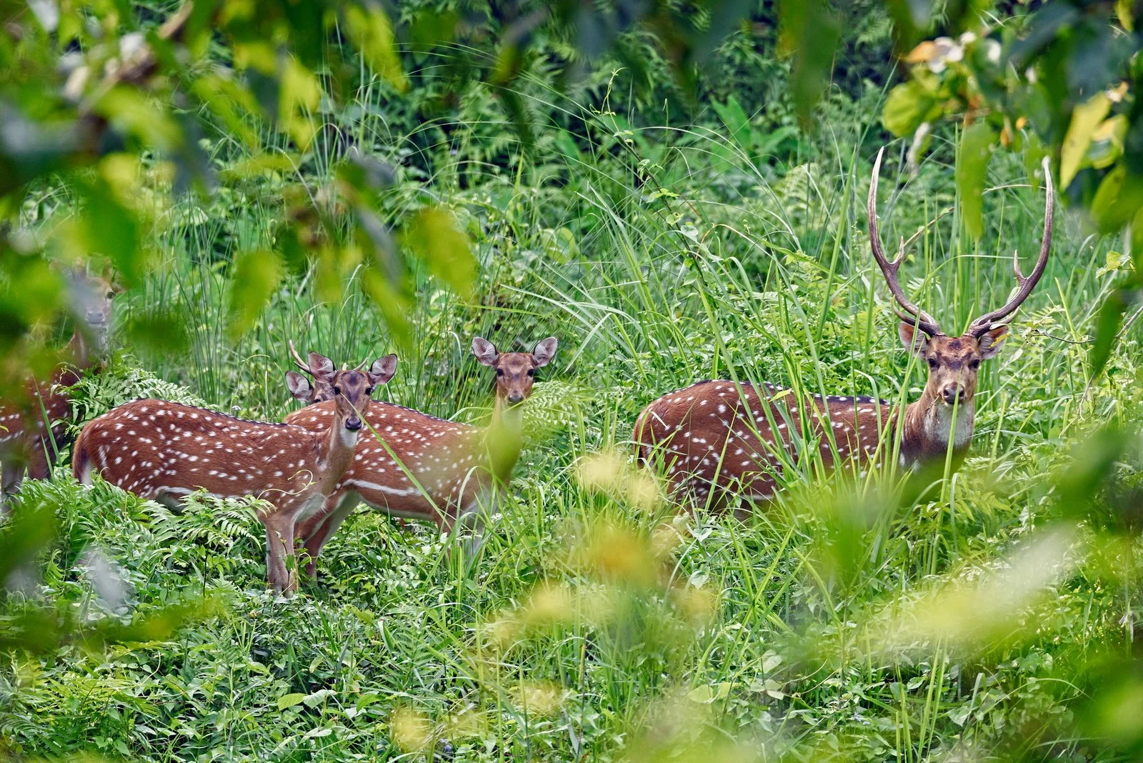 Spotted Deer Herd