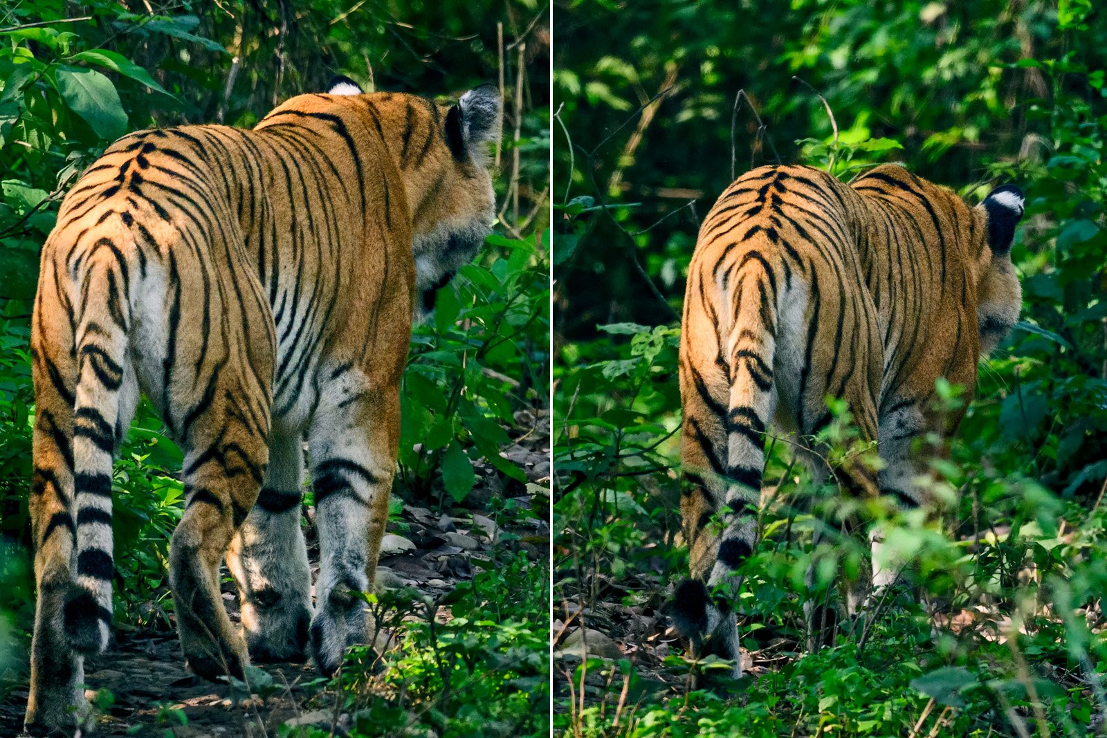 Royal Bengal Tiger walking away from us