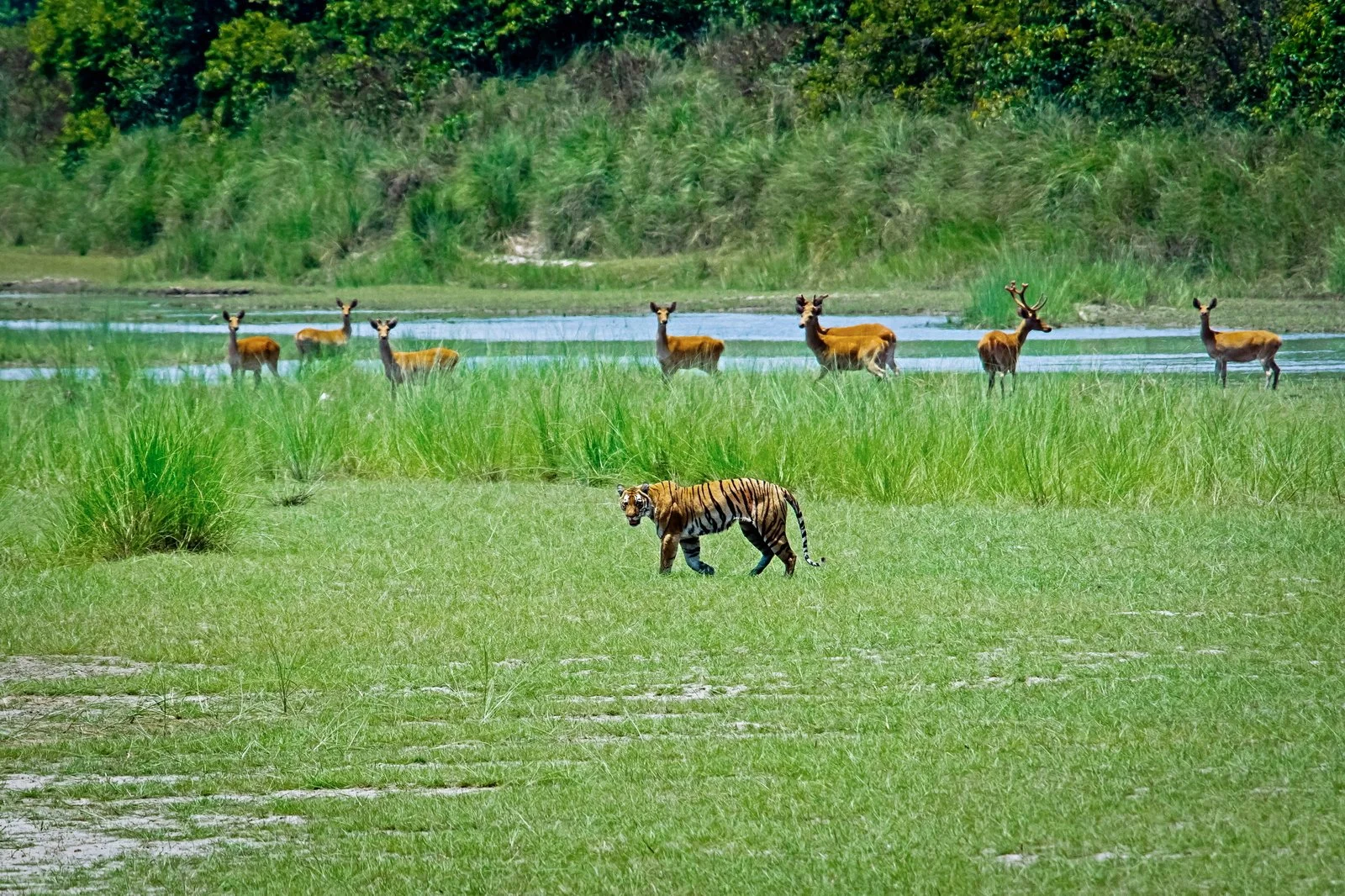 Royal Bengal Tiger photo with Swamp Deers in the background