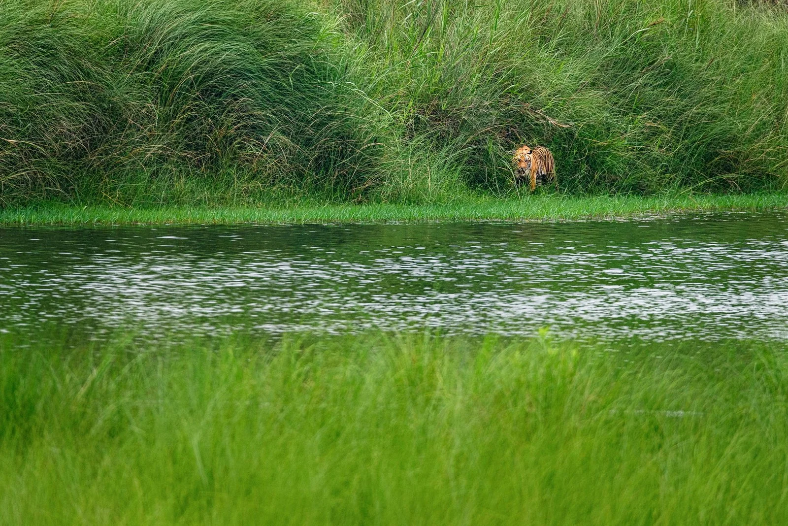 Royal Bengal Tiger emerging from the grassland, for a bath