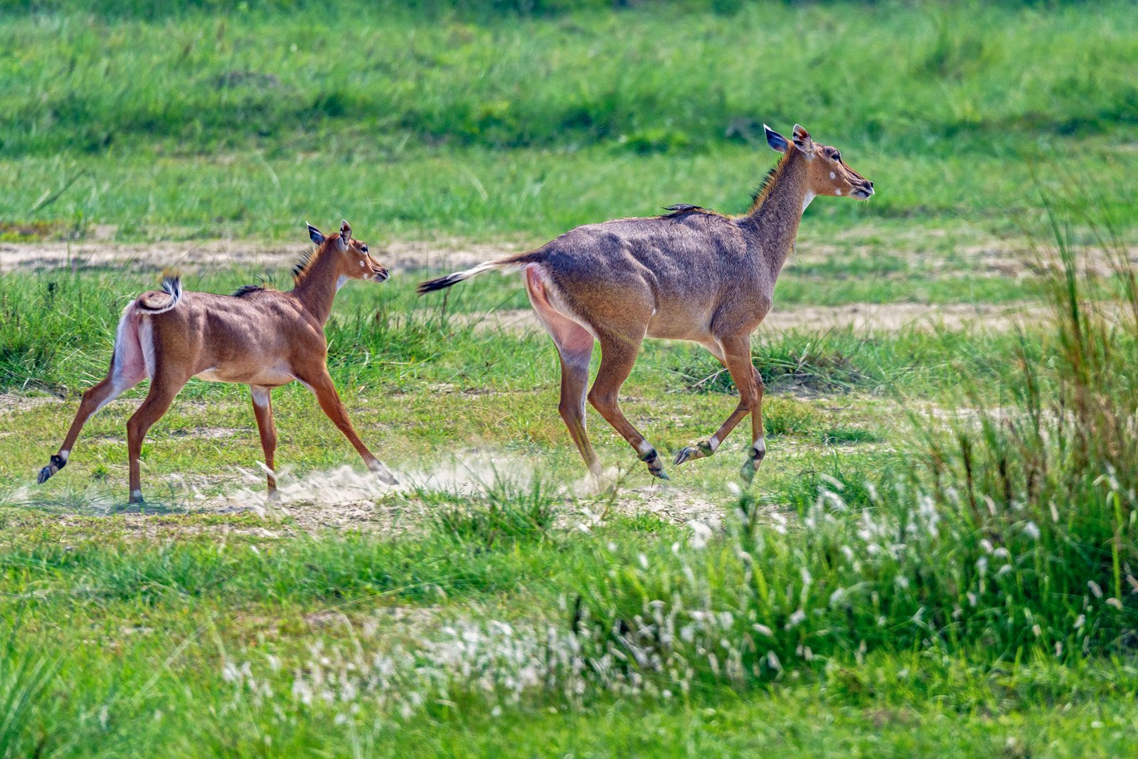 Nilgai Female and Calf Galloping in the Floodplains of a River Near Dhanushadham Protected Forest